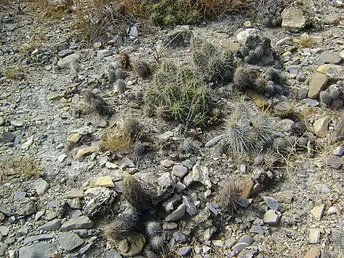 Plants growing in habitat with Neolloydia conoidea in Parras De La Fuente, Coahuila