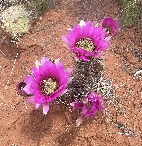 Habitat in Coconino National Forest, Rimrock, Arizona