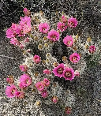 Habitat in Pima County, Arizona