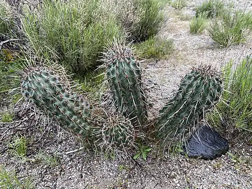 Echinocereus fasciculatus growing in Gila County, Arizona