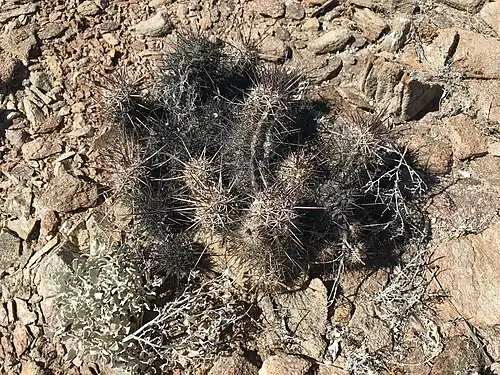 Plant growing in Ensenada, Baja California