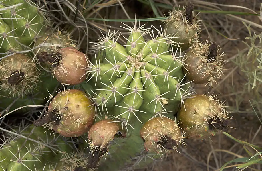 Plant fruiting in Marathon, Texas