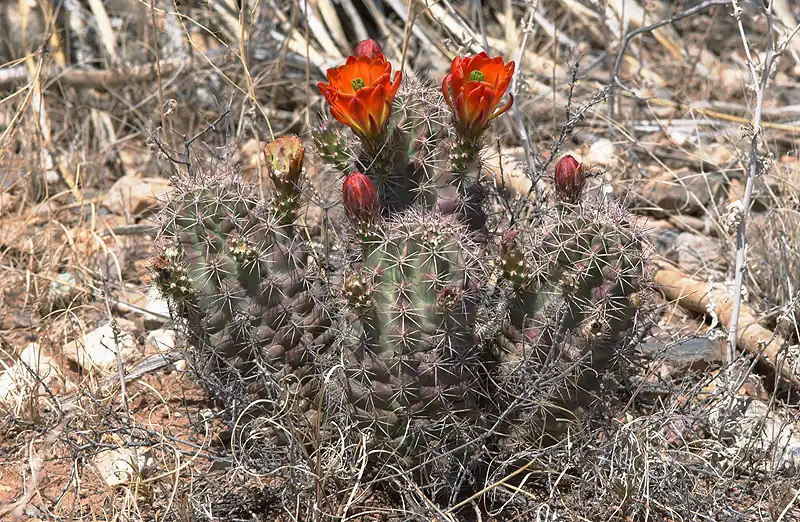 Habitat in Marathon, Texas