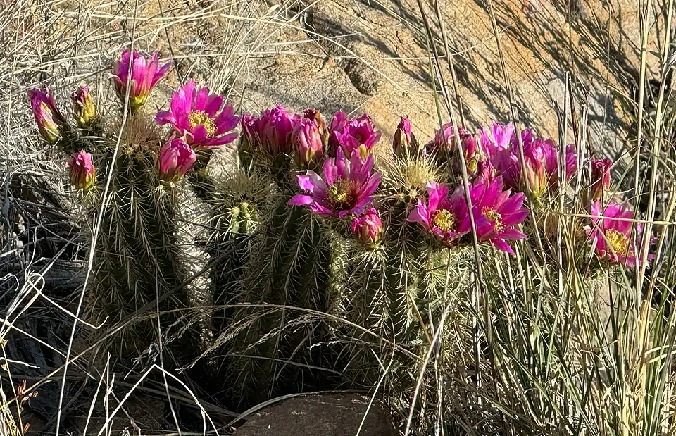 Habitat in Swift Trail Junction, Arizona