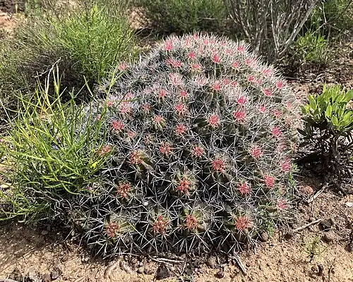Habitat in Baja California, Mexico