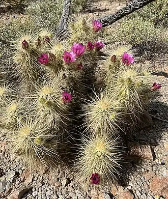 Plant growing in habitat in southern Arizona