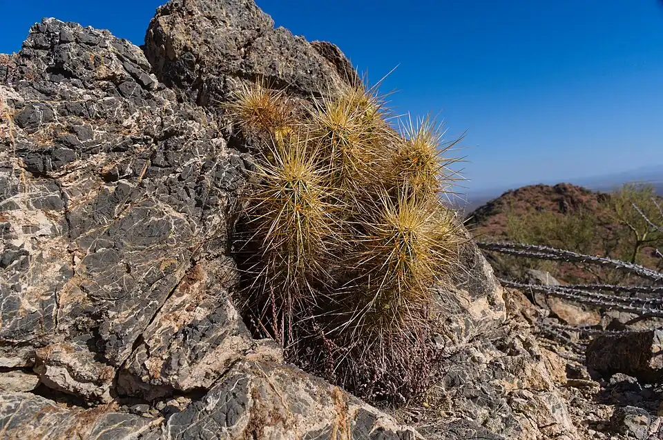 Plant growing in Avra Valley, Arizona
