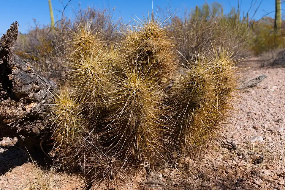 Plant growing near Lukeville, Arizona