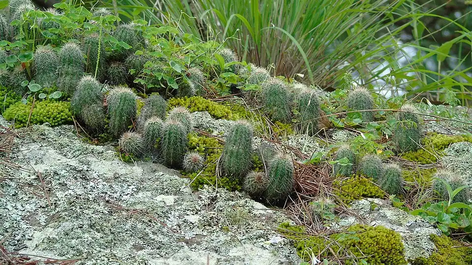 Habitat in Sinaloa, Mexico