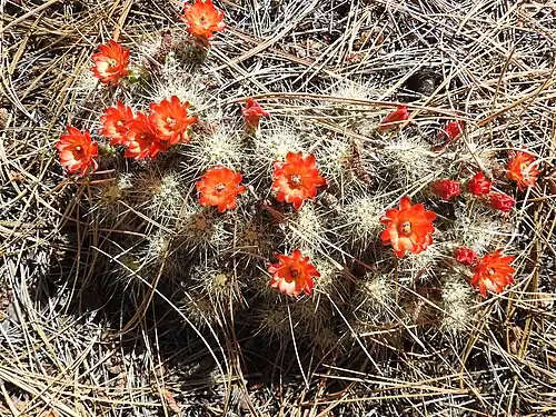 Echinocereus pacificus subsp. mombergerianus growing in San Pedro Mártir, Baja California, Mexico