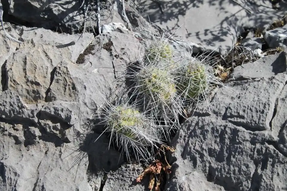 Echinocereus parkeri subsp. gonzalezii growing in Guadalcázar, Mexico