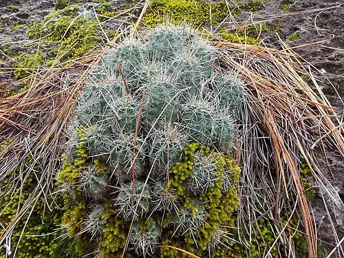 Habitat in Rochéachi, Chihuahua, Mexico
