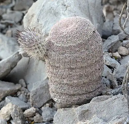 Habitat in Cuatrociénegas Municipality, Coahuila, Mexico