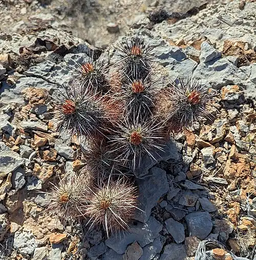 Habitat in Utah southwest of Atkinville