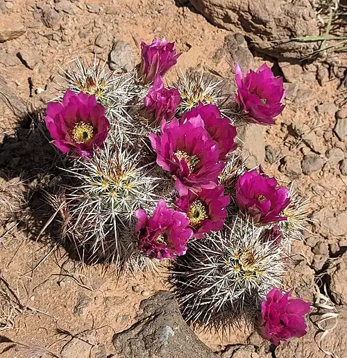Habitat in St. George, Utah