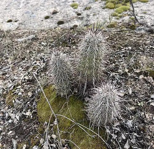 Habitat in Gunlock, Utah