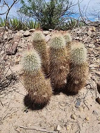 Habitat in Big Bend National Park, Texas