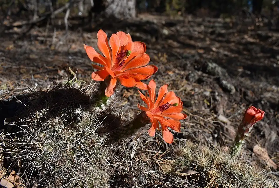 Habitat in Baiio de Los Coños, Chihuahua, Mexico