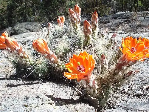 Habitat in Uruachi Municipality, Chihuahua, Mexico