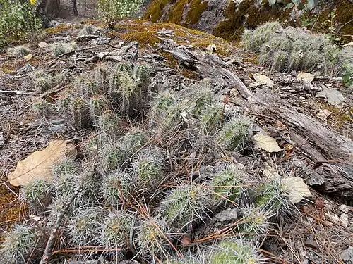 Habitat in La Gobernadora, Chihuahua, Mexico