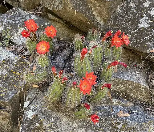 Echinocereus santaritensis in Rio Rico, Arizona