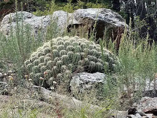 Echinocereus santaritensis in Swift Trail Junction, Arizona