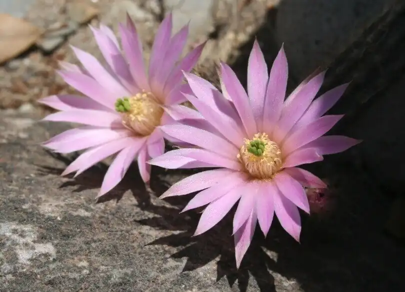 Plant blooming in Querétaro