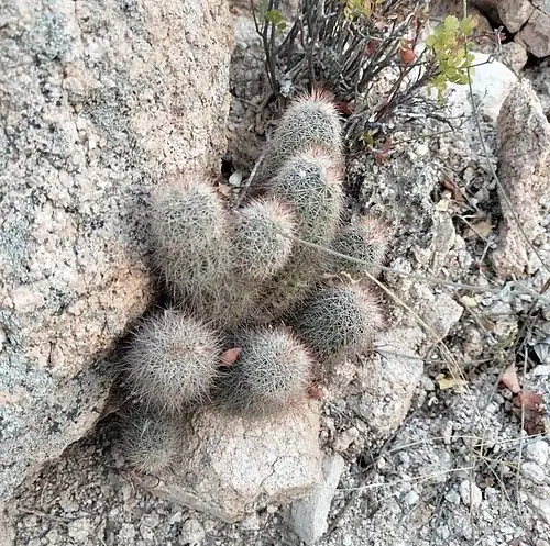 Plant growing in Cabo Pulmo, Baja California Sur, Mexico