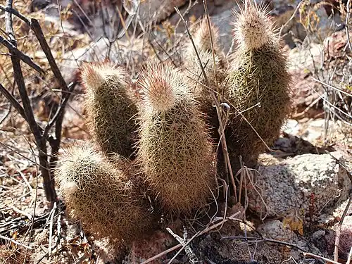 Habitat in San José del Cabo, Baja California Sur, Mexico