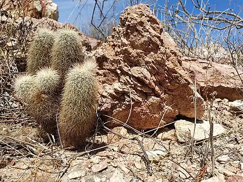 Plant growing in Cabo San Lucas, Baja California Sur, Mexico