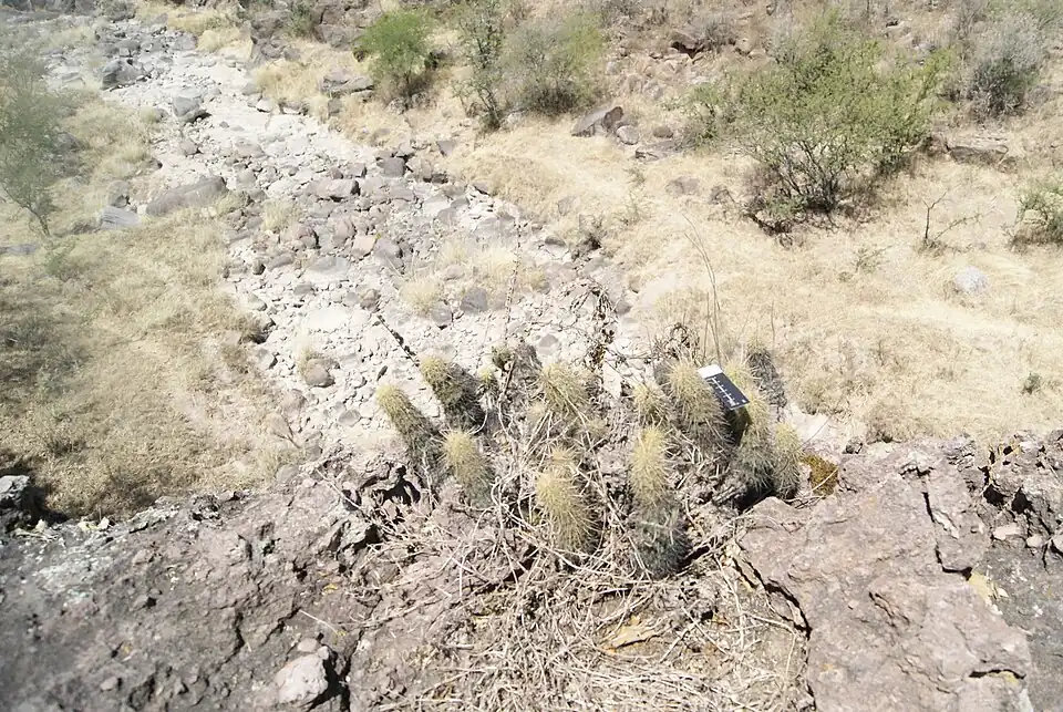 Habitat in Acatita de Arriba, Zacatecas, Mexico