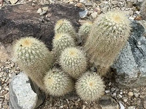 Echinocereus websterianus habitat in Pima County, Arizona
