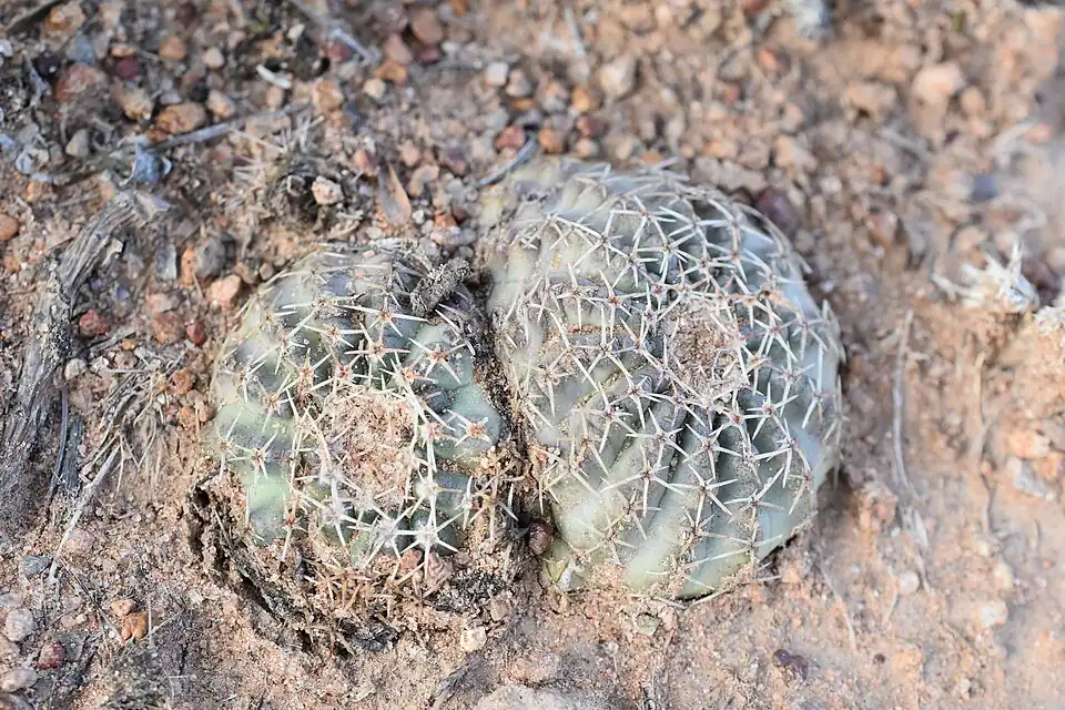 Echinocereus weinbergii ssp. venustus growing in habitat in El Carmen, San Luis Potosi, Mexico