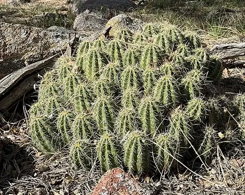 Habitat in Yavapai County, Arizona