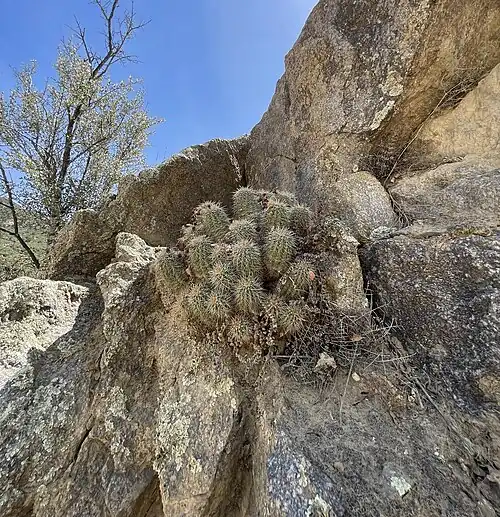 Habitat in Crown King, Arizona
