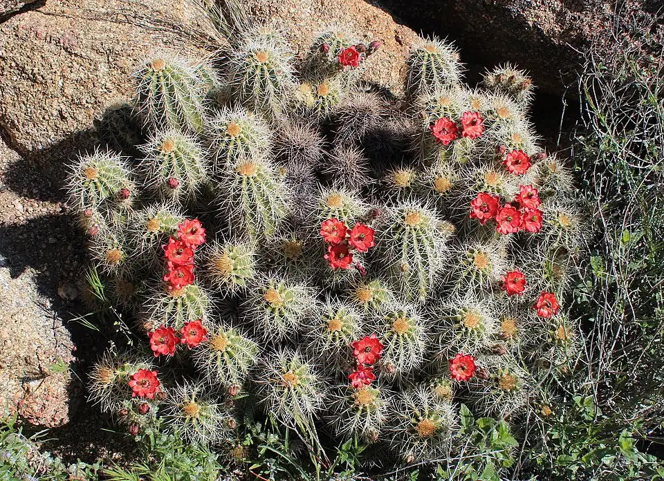 Plant blooming in Congress, Arizona