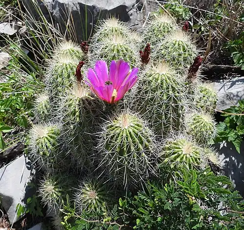 Plant blooming in habitat