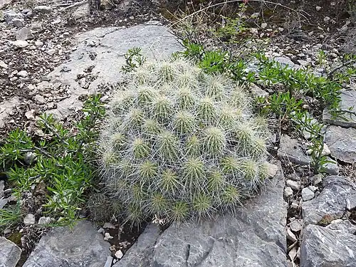 Plant growing in habitat near Saltillo, Coahuila, Mexico
