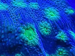 The coenosarc and polyps of Echinopora lamellosa