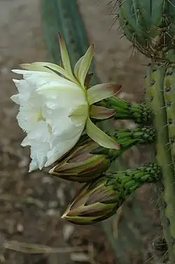 Flower and buds side view