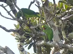 Photo of two parakeets in a tree