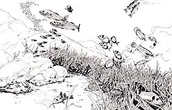 Drawing of seabed, showing plants and fish swimming above