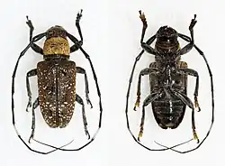 Photo of a Eczemotellus subtilipictus both shown from the top and the bottom.