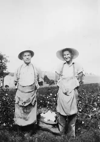 Picking cotton, East Nanango, circa 1930
