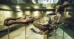 Senckenberg Mummy