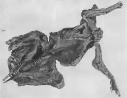 AMNH Mummy