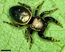 Female S. papenhoei