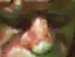 Extreme close-up (Detail shot, Italian shot)