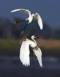 Image 44Egrets are herons which have white or buff plumage, and develop fine plumes (usually milky white) during the breeding season.. The pictured specimens were photographed at Sundarbans East Wildlife Sanctuary, Bagerhat. Photo Credit: Md shahanshah bappy