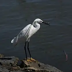 Little egret, Comacchio